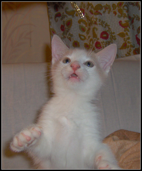 500x602, 240 Kb / котенок, белый