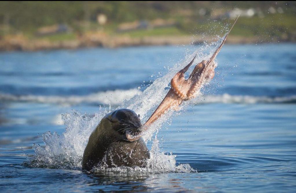 1023x668, 81 Kb / Тюлень, осьминог