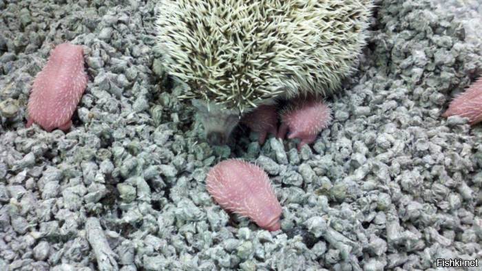 700x394, 84 Kb / Ёж, ежи, ёжики, новорождённые
