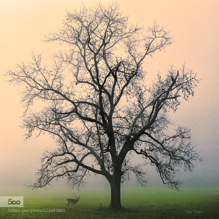 900x899, 351 Kb / дерево, олень