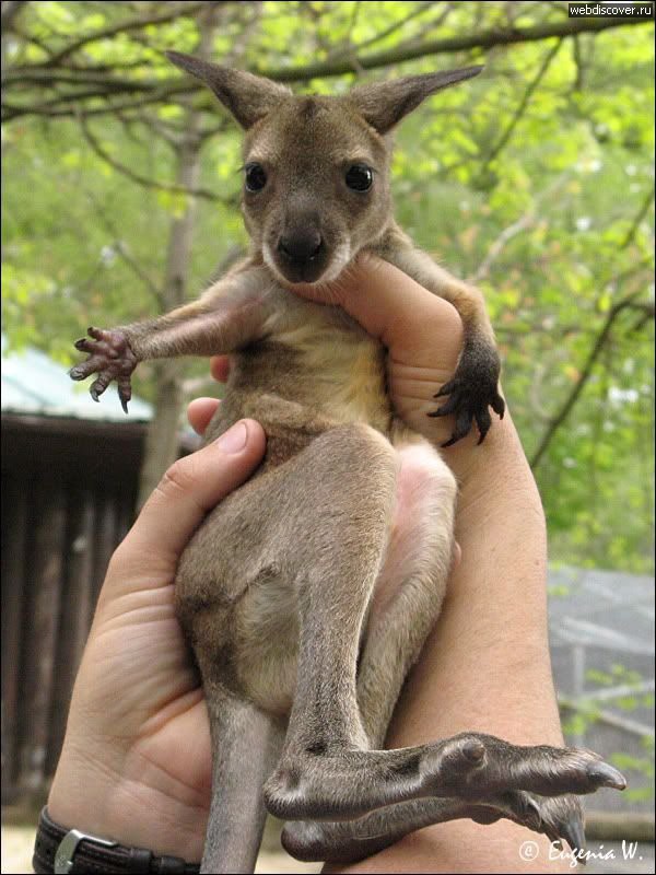 600x800, 99 Kb / Кенгуру, детёныш, кенгуренок