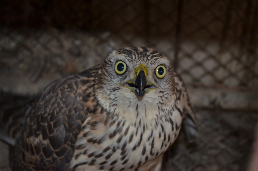 886x587, 301 Kb / канюк, ястреб, птица