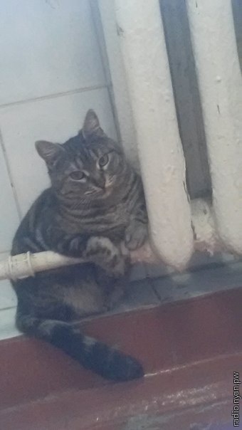 340x604, 40 Kb / кот, батарея, nyanserver, тепло, уют, винтаж