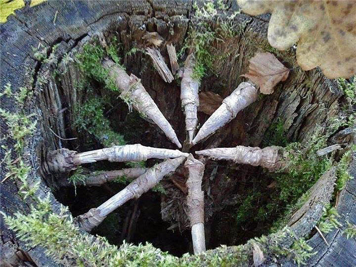 720x540, 197 Kb / Ель, пень, ветки