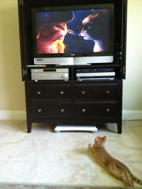 454x604, 38 Kb / кошка, телевизор, мульт