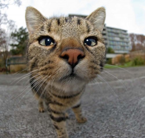 500x478, 45 Kb / кот, морда