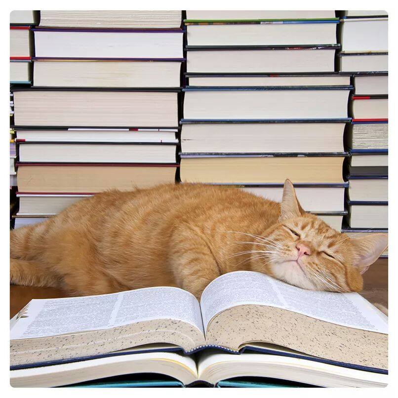 806x806, 88 Kb / кот, книги