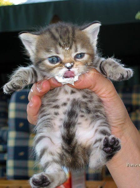 448x600, 47 Kb / котёнок, сметана