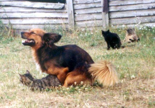 599x417, 41 Kb / собака, кошки