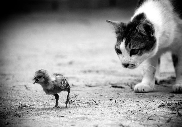 640x448, 61 Kb / кот, птенец