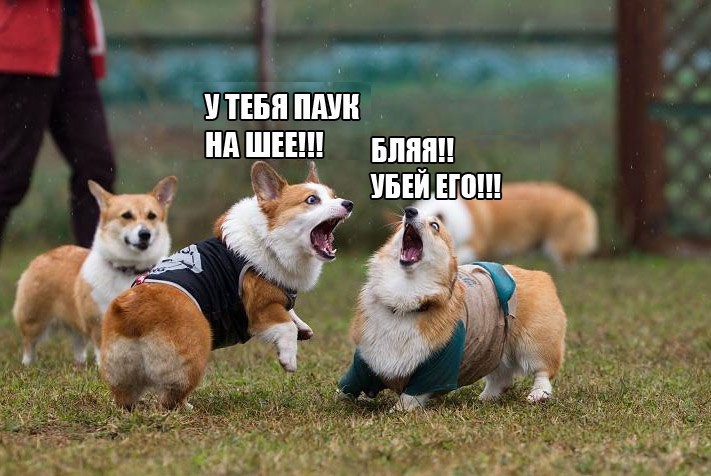 711x476, 89 Kb / собака, паук, испуг