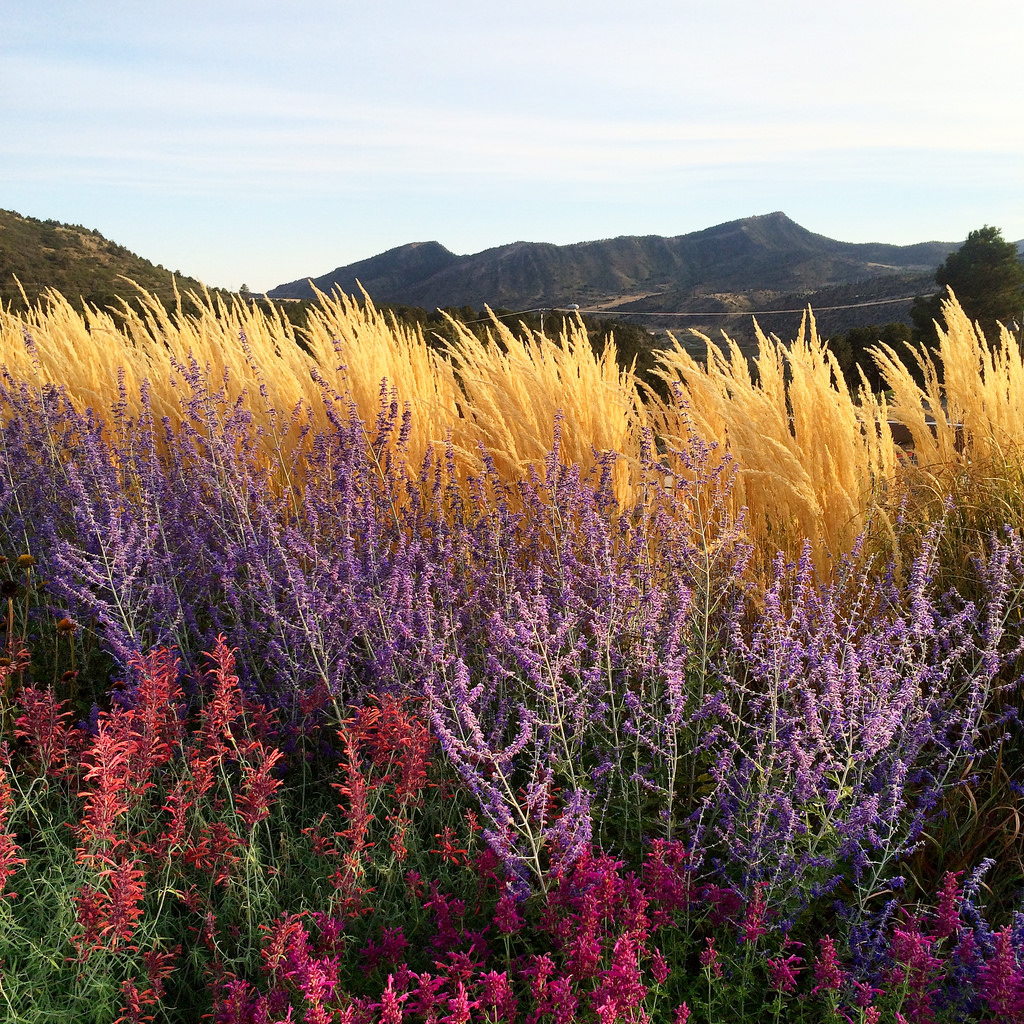 1024x1024, 388 Kb / вереск, холмы