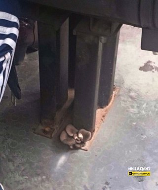 320x385, 22 Kb / Маршрутка, грибы, адидас