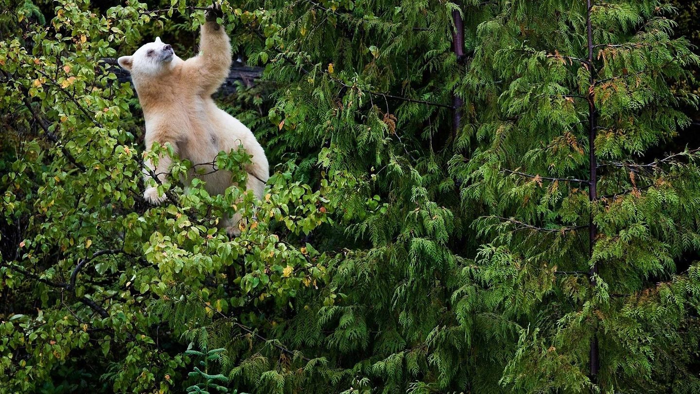 1440x810, 398 Kb / белый медведь, лес