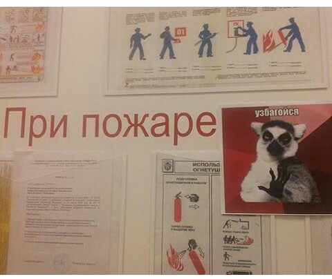 480x404, 40 Kb / лемур, пожар, узбагойся