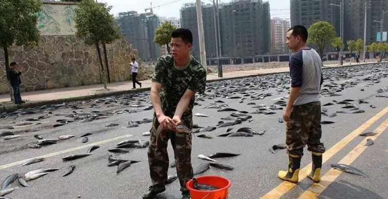 760x390, 88 Kb / гондурас, дорога, дождь, рыба, ведро