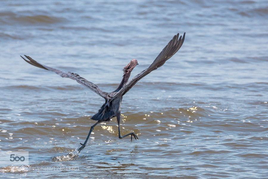 900x600, 175 Kb / птица, вода