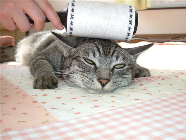 640x480, 60 Kb / кота плющит