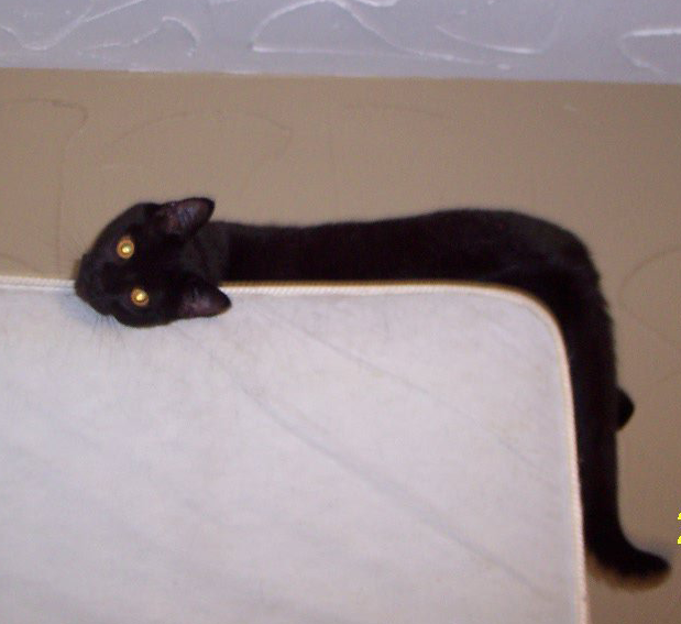 619x567, 273 Kb / котэ, матрас