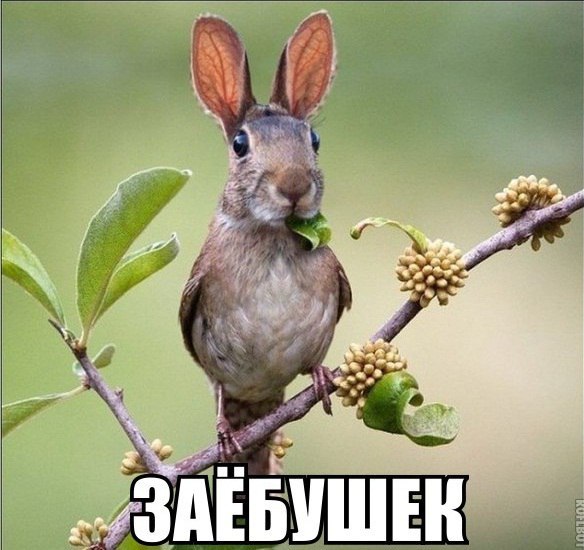 584x550, 65 Kb / Воробей, заяц, заёбушек