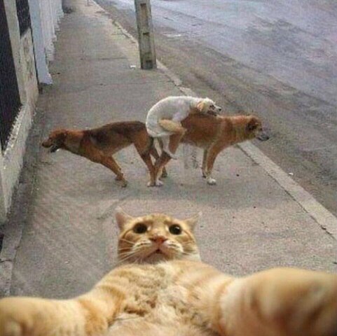 481x480, 48 Kb / кот, собаки, тротуар, фотошоп