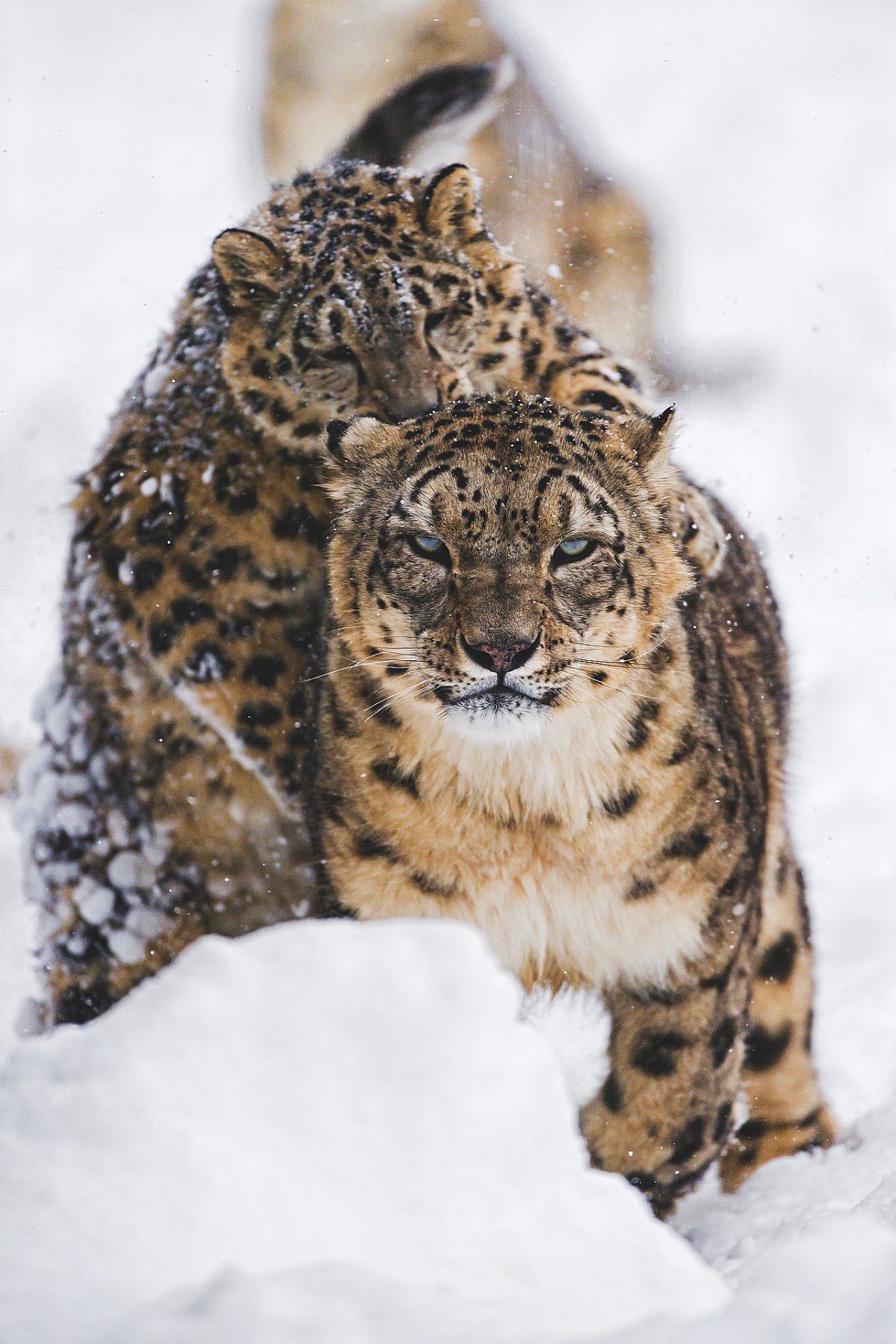 1280x1920, 370 Kb / ирбис, снежный барс, снег