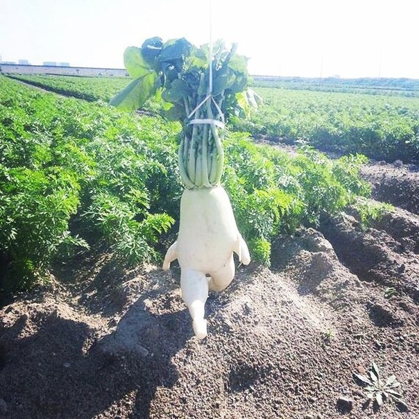 604x604, 139 Kb / хрен, дайкон