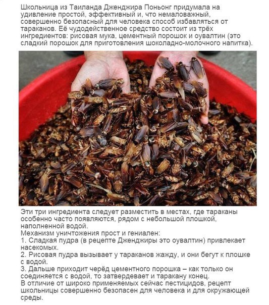 533x604, 109 Kb / Тараканы, рецепт, убийство