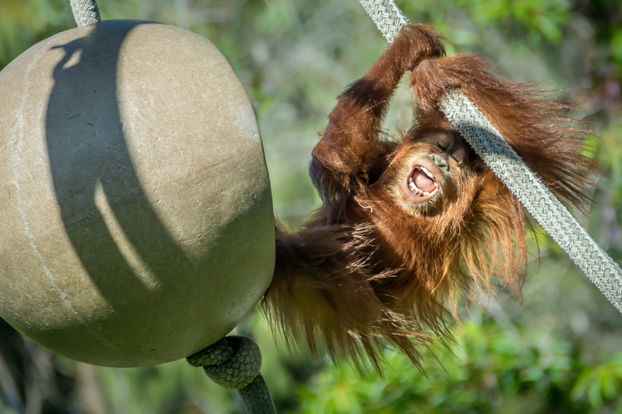 1280x853, 356 Kb / обезьяна, веревка, канат