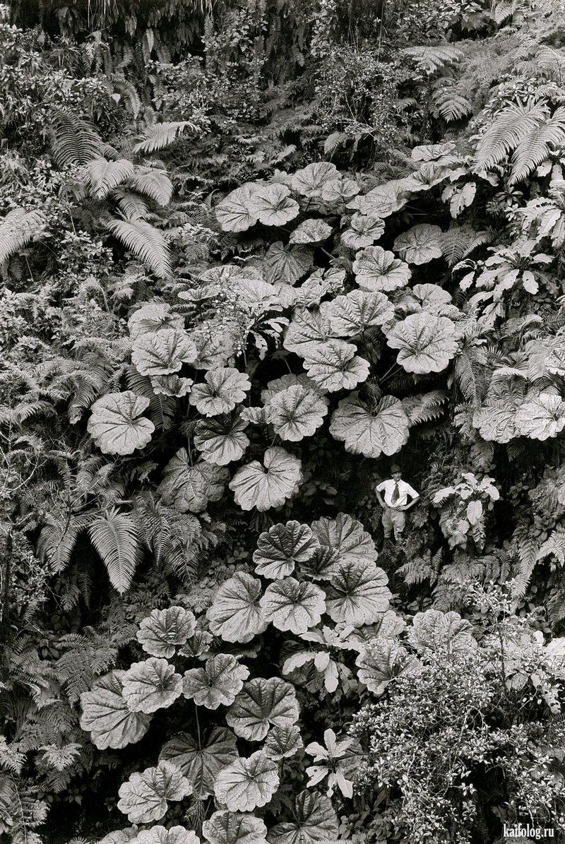 800x1195, 341 Kb / лопухи, человек, ч/б