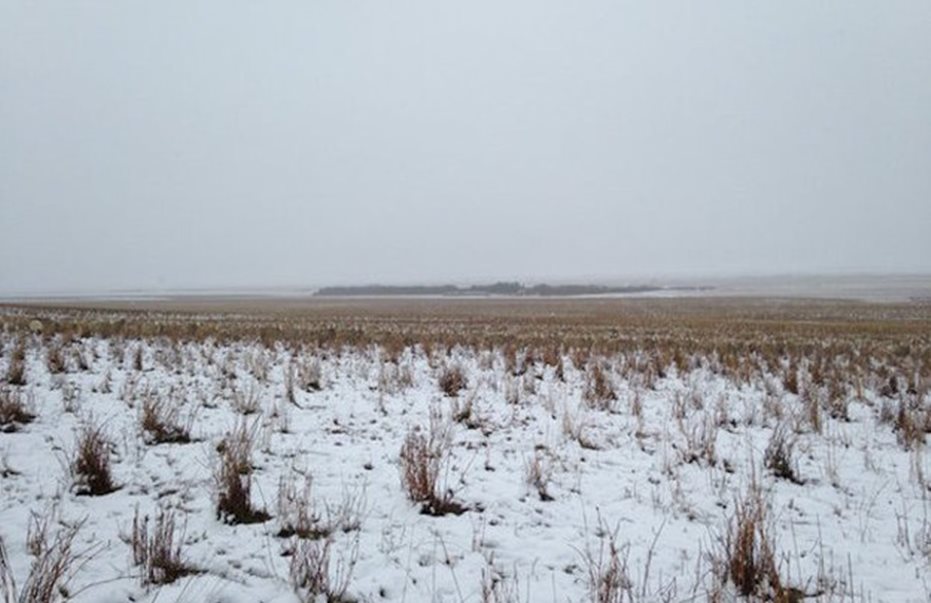 931x603, 76 Kb / Стадо, овцы