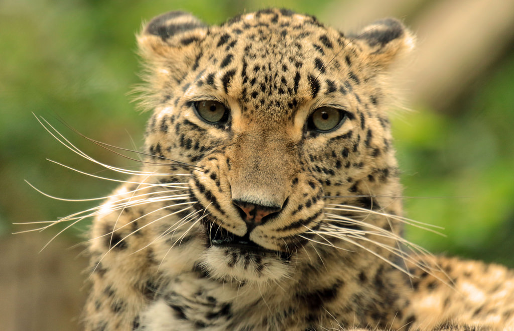 1024x659, 165 Kb / леопард