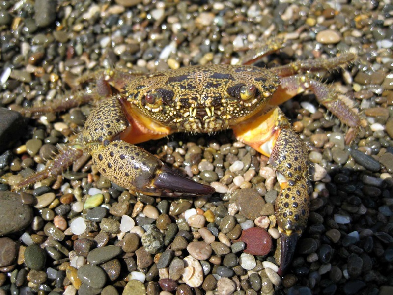 800x600, 246 Kb / галька, краб