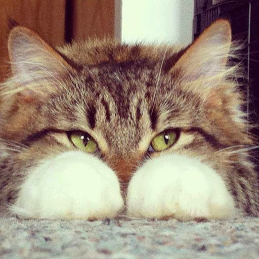 512x512, 72 Kb / лапы, кот