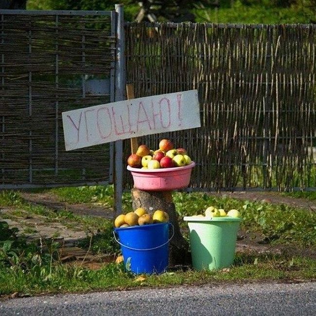 650x650, 112 Kb / Яблоки, обочина