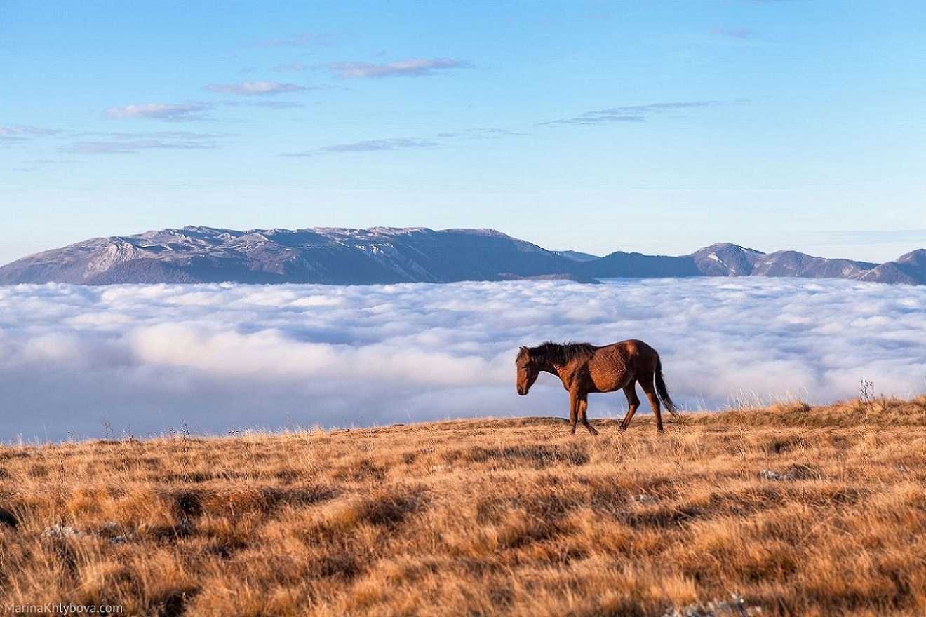 1320x880, 349 Kb / лошадь, горы, облака, демерджи