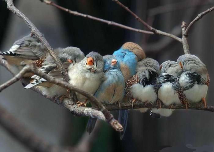 700x496, 46 Kb / птицы, ветка