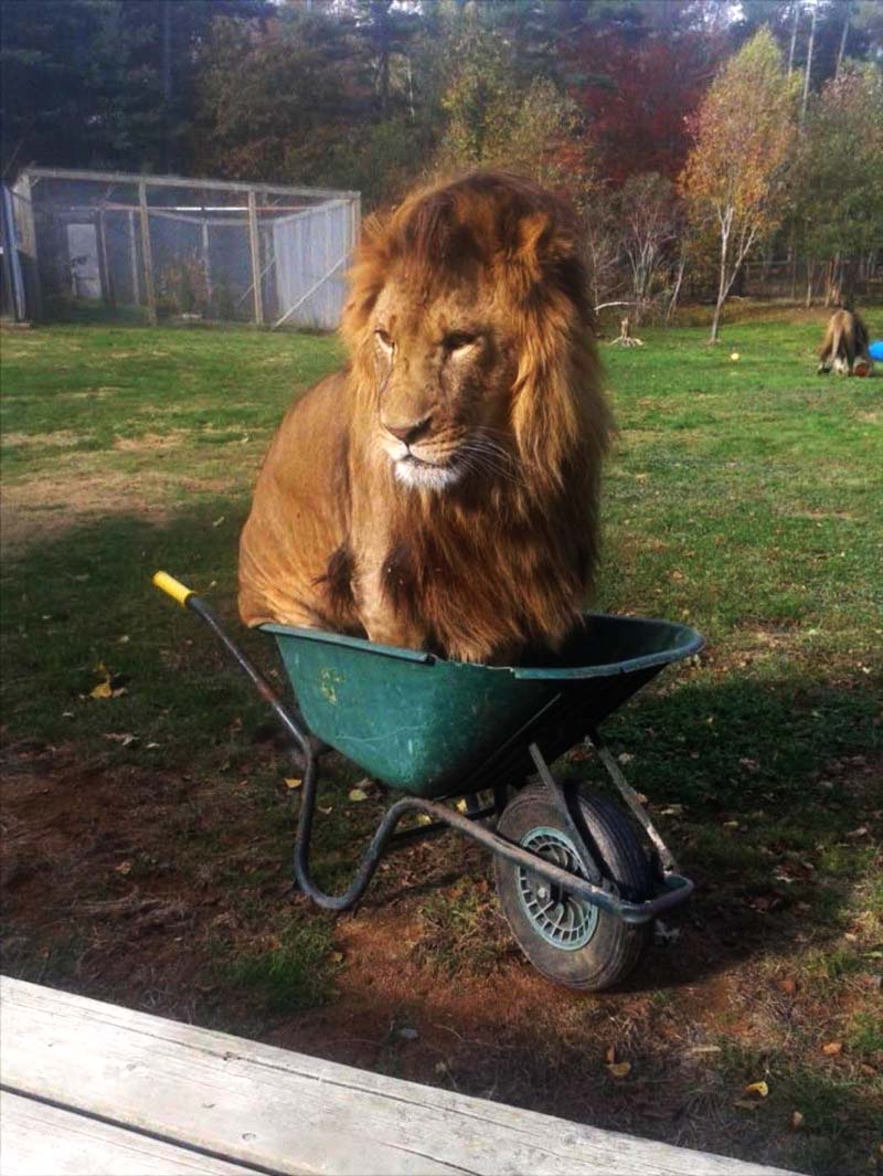 800x1065, 134 Kb / лев, тачка