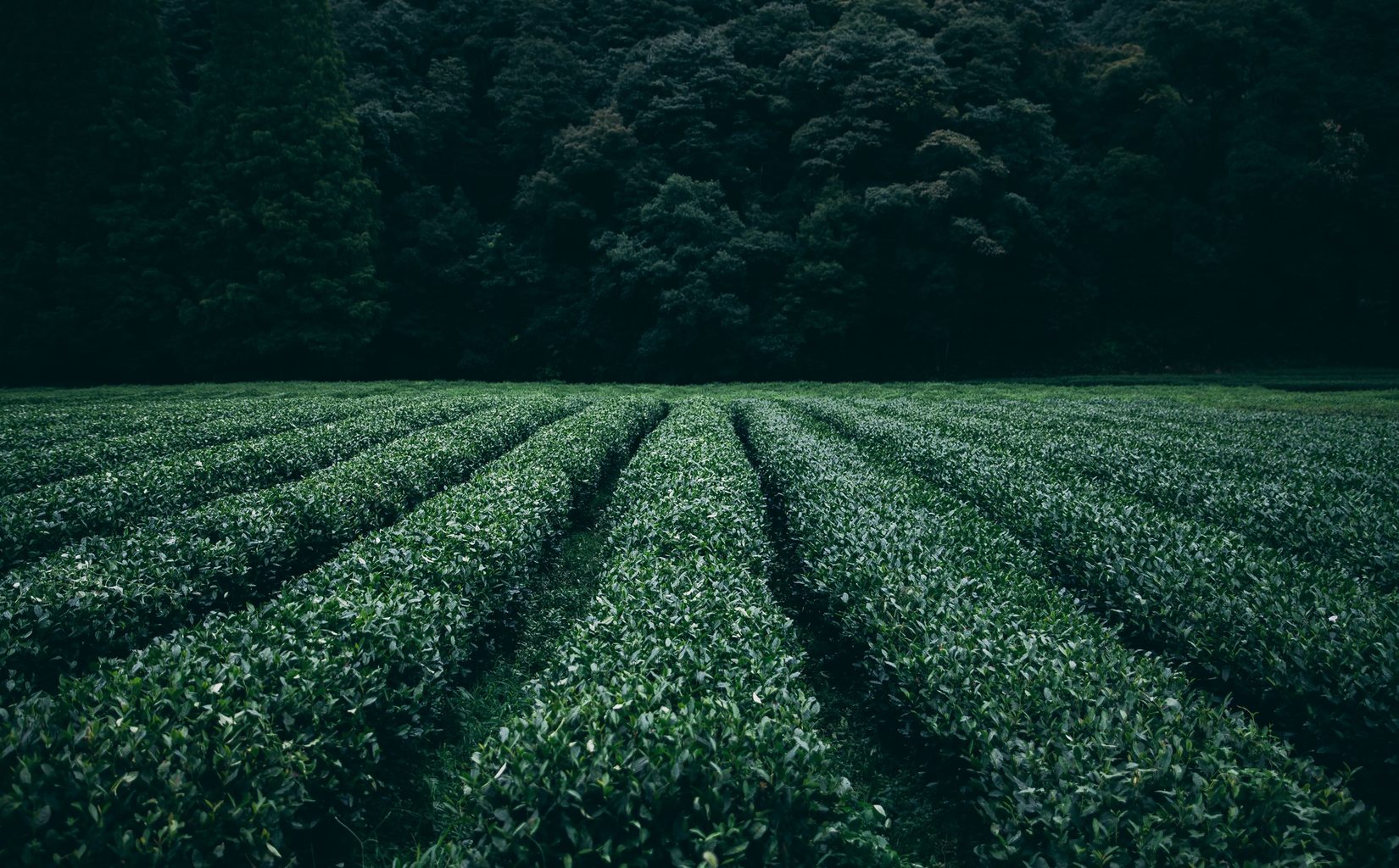 1650x1024, 394 Kb / зелень, грядки, поле