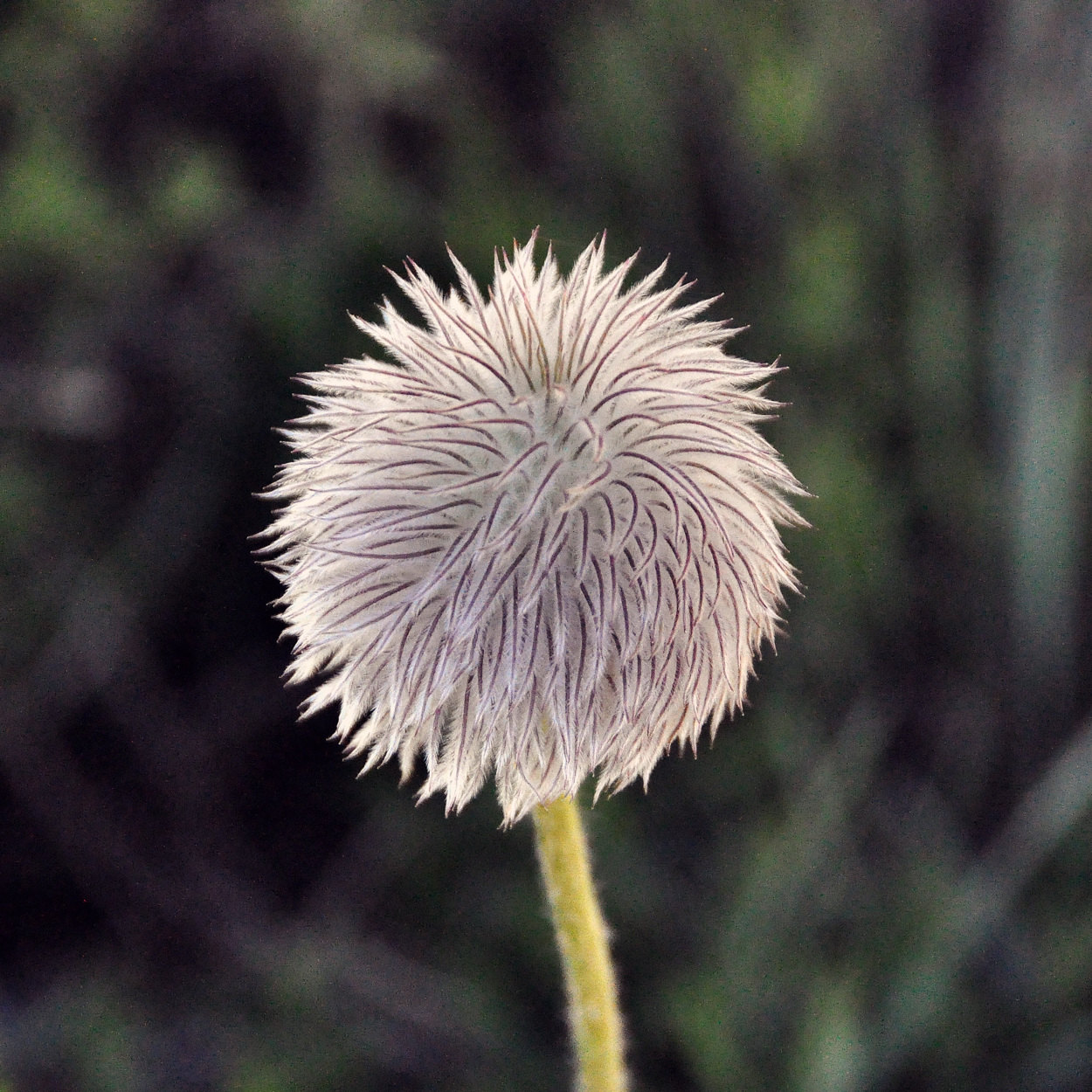 1250x1250, 369 Kb / одуванчик, мохнатый