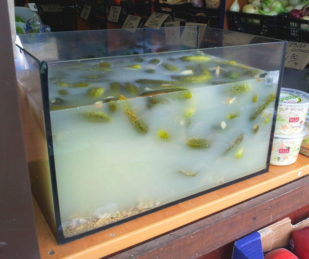 1024x857, 309 Kb / Аквариум, огурцы