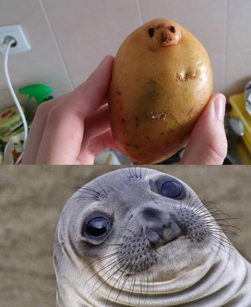 800x979, 142 Kb / тюлень, картофель, розетка