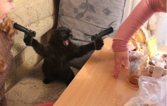 700x443, 32 Kb / кот, черный, кухня, пистолет