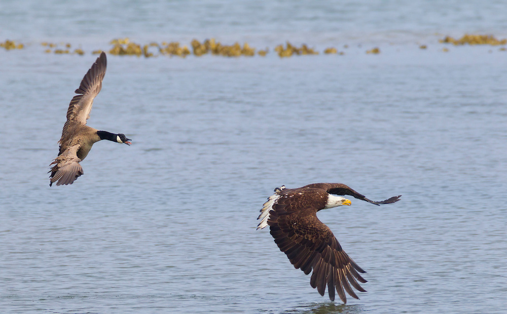 1000x620, 190 Kb / утка, орел