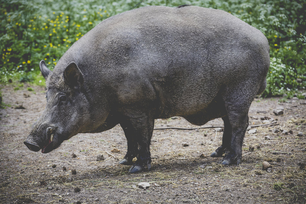 1024x683, 248 Kb / свинья, хряк