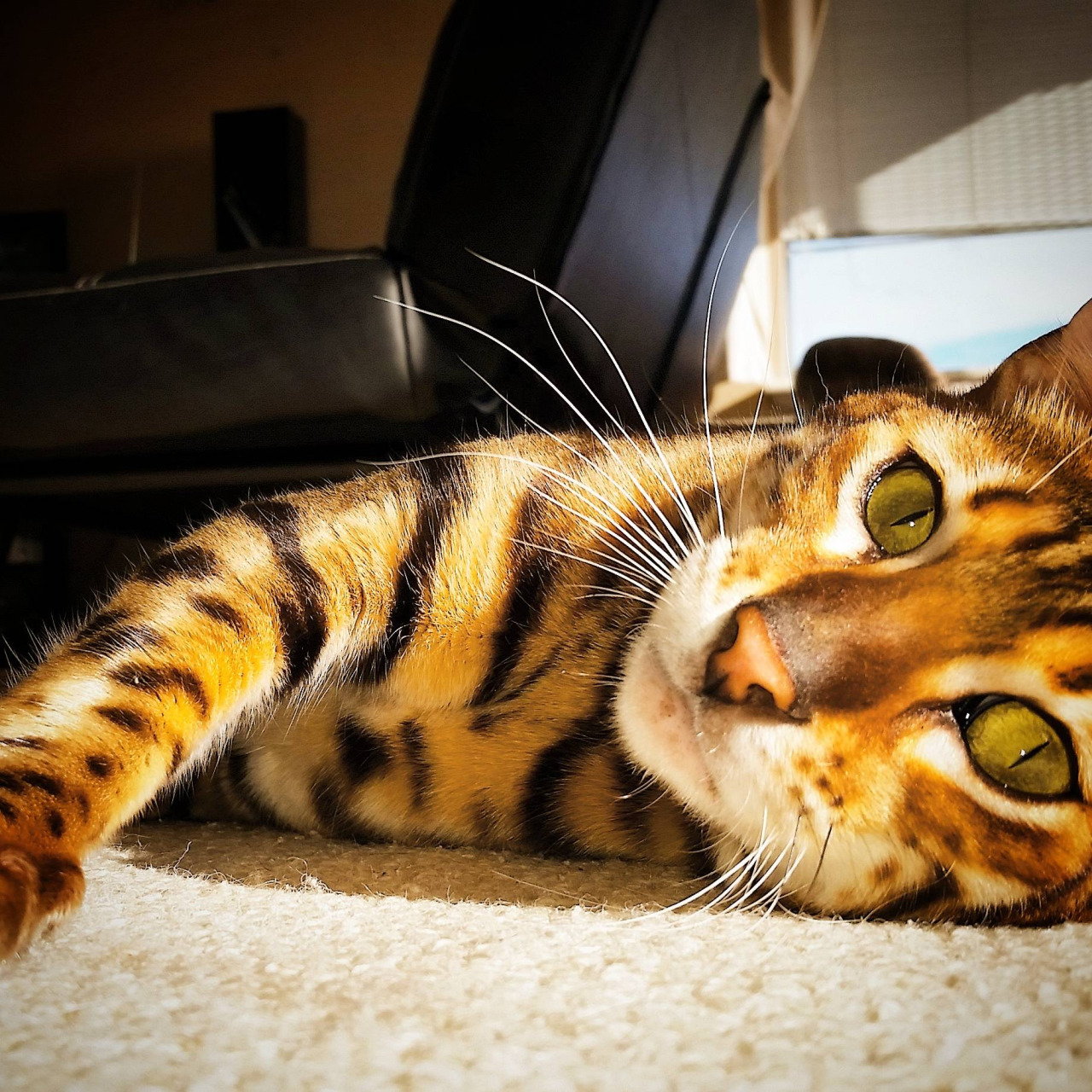 1280x1280, 399 Kb / тигра, кот, рыжий, полосатый, усы