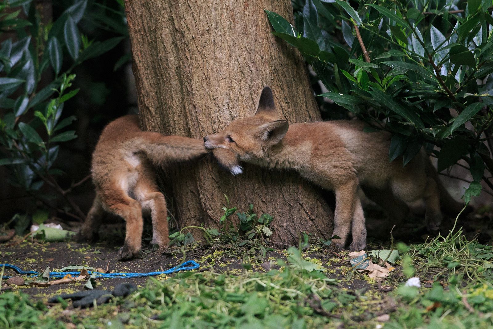 1600x1066, 390 Kb / лисята, хвост, дерево