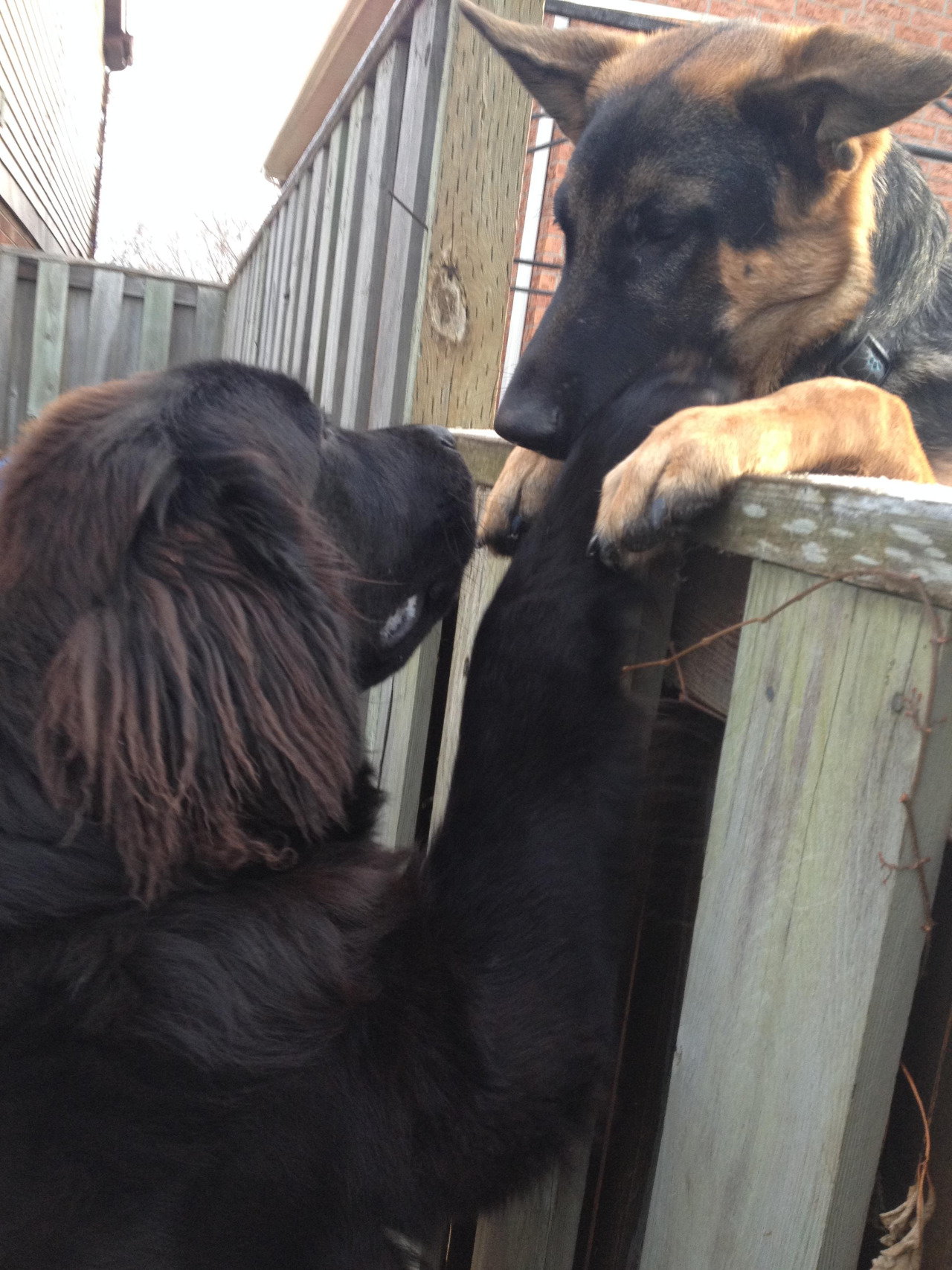 1280x1707, 392 Kb / собаки, забор, овчарка