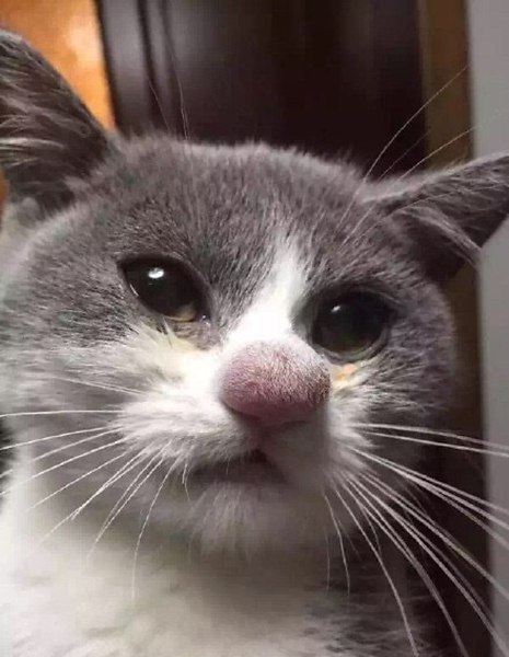 465x600, 50 Kb / кот, нос