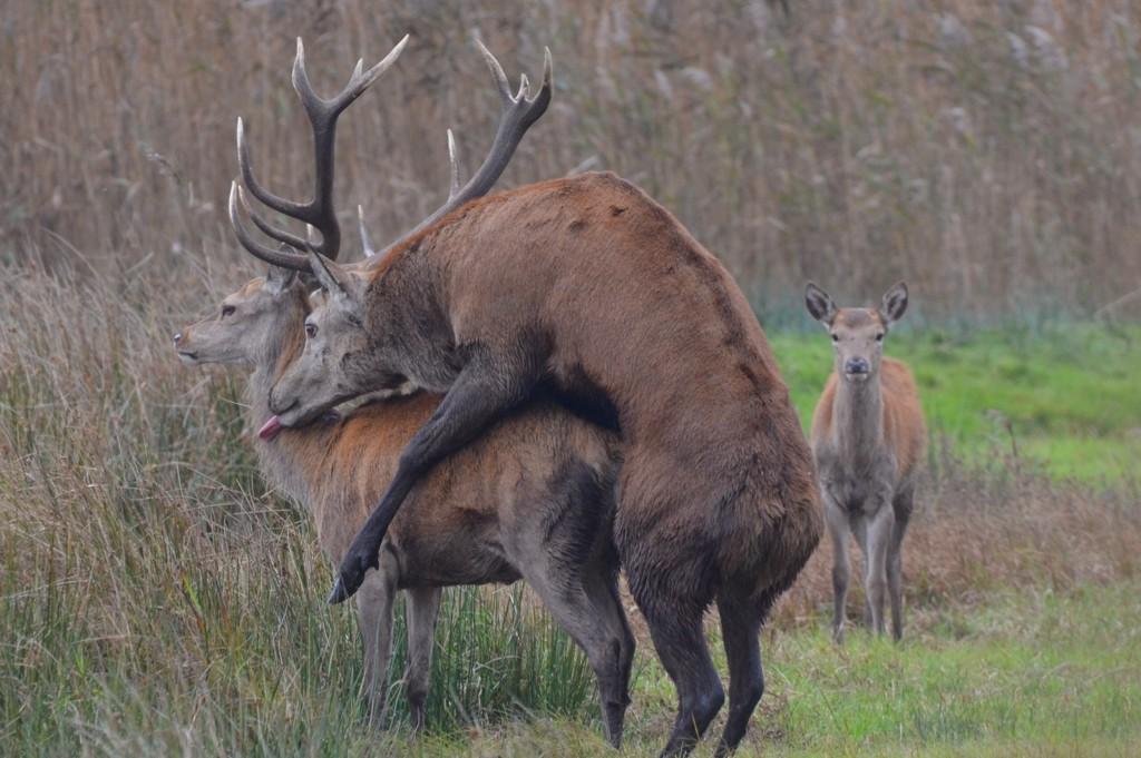 1024x681, 89 Kb / секс, олени